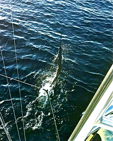 IMG_4564.JPG IMG_4564.JPG