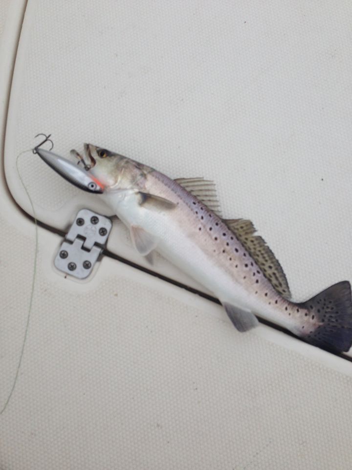 topwater.jpg topwater.jpg